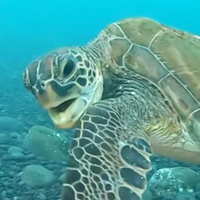 段々潜る本数が少なくなってきた。
今日の大久保は写真だと全く伝わらないフレンドリーなカメと遊べた。
youtubeはこちら↓をコピペして
https://x.gd/Tqa6T
チャンネル登録もお忘れなく。

#三宅島 #三宅島ダイビング #スナッパー