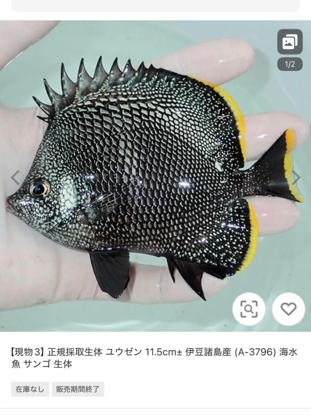 新年始まったばかりですが、今年一番ビックリしたユウゼンの価格。昔は5万くらいだったような。