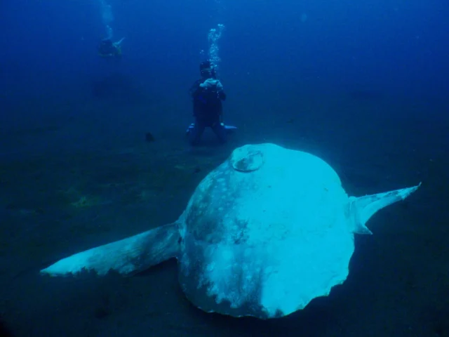 ちょうど20年前に大久保に落ちてたマンボウ。
ヒレが片方喰われてて口型になってる。

#三宅島 #三宅島ダイビング  #マンボウ