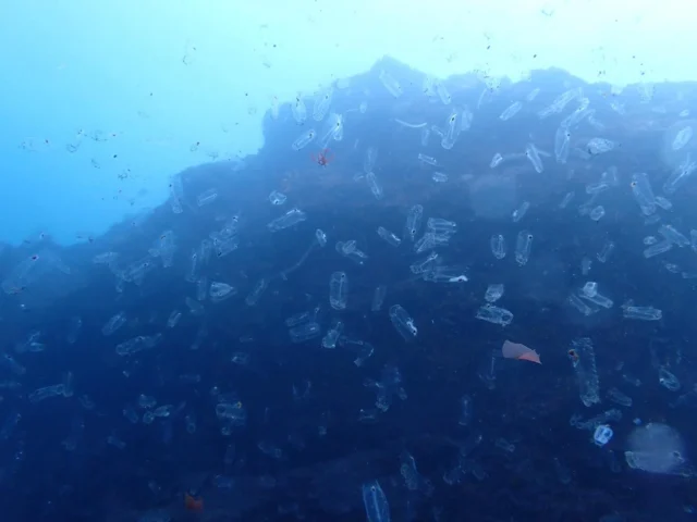 サルパだらけの海でウミウシ求めて壁ばかり見てたら、足元に来ていたイルカを見逃す。
https://youtu.be/4nG3jz_q_-Y?si=w41jjKIKGAsZcdQo

#三宅島 #三宅島ダイビング
#イルカ #サルパ #ウミウシ