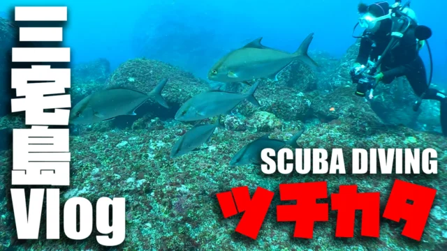 今ならカンパチ釣れるかも。
いや、釣らないでほしい笑
まとわりついて可愛いやつらなので。

https://youtu.be/O1qET5HJlik?si=jzx2-smnb0H51zkY

#三宅島 #三宅島 #カンパチ #スナッパー