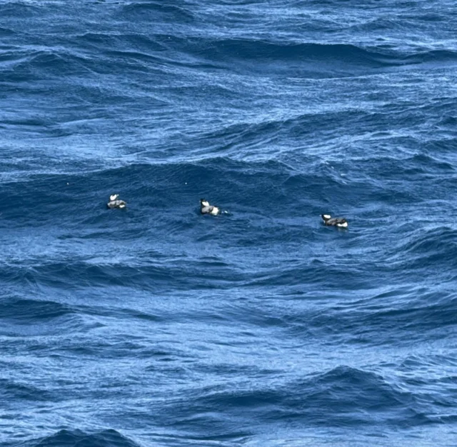 アカコッコ館の調査に参加して久しぶりのカンムリウミスズメ。

#三宅島 #カンムリウミスズメ