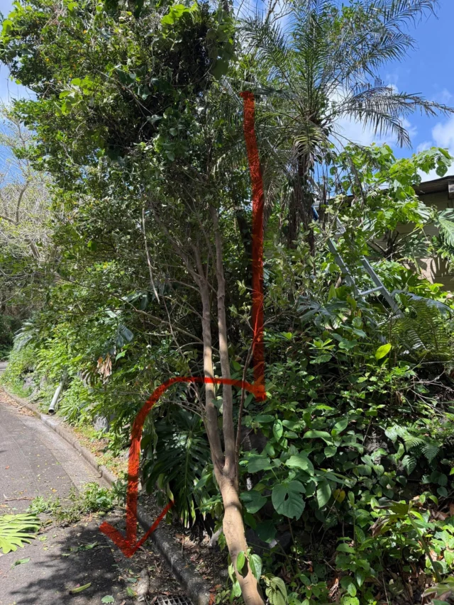 昨年10月の竹で7針を塗ってから半年。
今度はハシゴから落ちました。
榊を切ったのはいいんだけど、変なツルがしぶとくて微妙に遠く落ちました。
モンステラに着地し1段下のアスファルトに頭ぶつけてCT撮ってきた。
なんともなかったけど、ハシゴはもう卒業します。
おかげでアオリイカに榊を届けることができなかった。