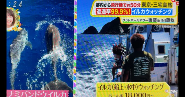 昨日のフジテレビの土曜はナニする？でドルフィンスイムの紹介で使われた写真のTシャツがメタリカ風三宅島Tシャツだったのだけれと、BGMがメタリカのwhiskey in the jarだった！編集さんもメタリカファンなのかな

#メタリカ #三宅島