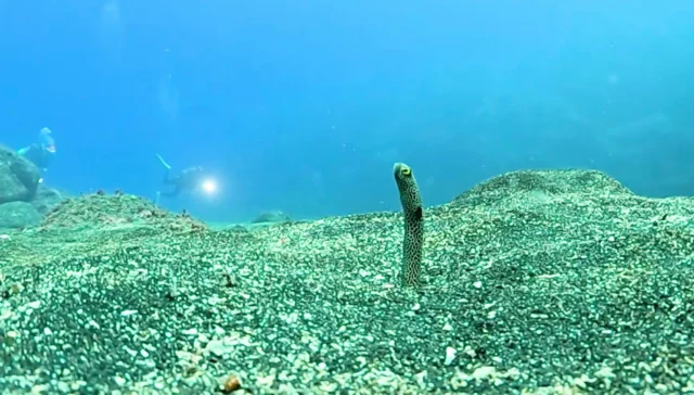 GoProのハウジングを3年ぶりくらいに変えたら、映像がめっちゃ綺麗になった。かなり汚れてたらしい。

#三宅島 #三宅島ダイビング  #スナッパー
